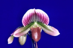 Paph. Hsinying Web